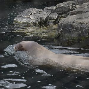 Pacific Walrus 021215