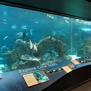 Coral Reef Exhibit 021215