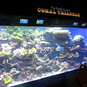 Coral Triangle Exhibit 021215