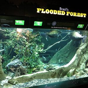 Brazils Flooded Forest 021215