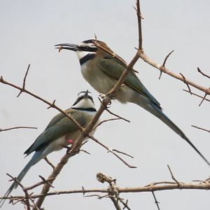 White-throated Bee-eaters - World of Birds 041215