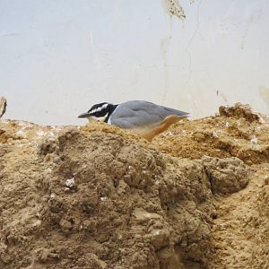 Egyptian Plover - World of Birds 031215