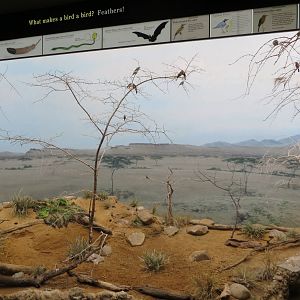 Bee-eaters exhibit 031215