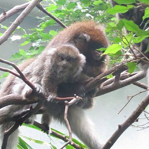 Bolivian Grey Titi - World of Birds 031215