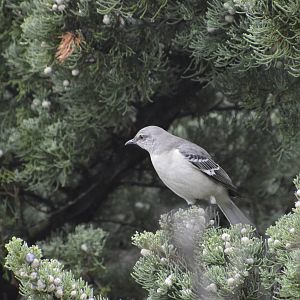 Northern Mockingbird (wild) 021215