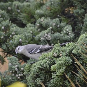 Northern Mockingbird (wild) 021215