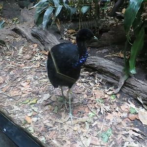 Grey-winged Trumpeter - World of Birds 031215