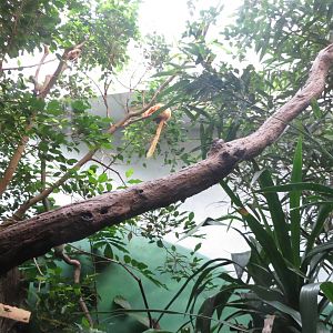 Golden Lion Tamarin - World of Birds 031215