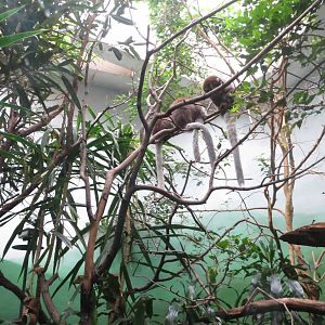 Bolivian Grey Titi - World of Birds 031215
