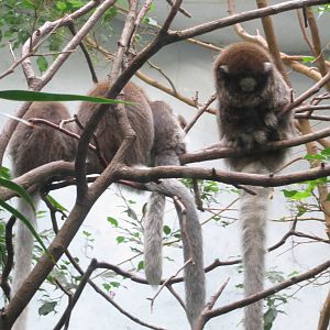 Bolivian Grey Titi - World of Birds 031215