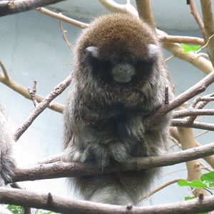 Bolivian Grey Titi - World of Birds 031215