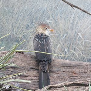 Guira Cuckoo - World of Birds 031215