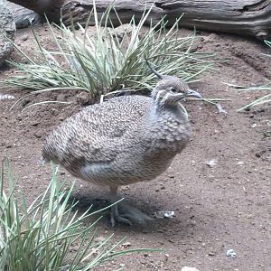 Crested Tinamou - World of Birds 031215