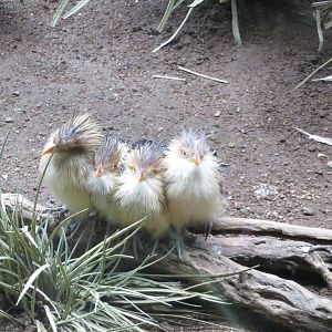 Guira Cuckoos - World of Birds 031215