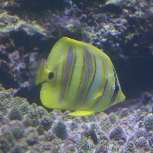 Rainford's butterflyfish - Tokyo Sea Life Park, February 2016
