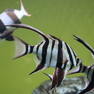 Old wives - Tokyo Sea Life Park, February 2016