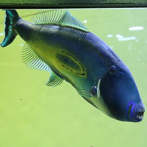 Horseshoe leatherjacket - Tokyo Sea Life Park, February 2016