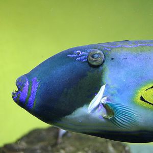 Horseshoe leatherjacket - Tokyo Sea Life Park, February 2016
