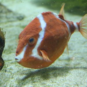 White-barred boxfish - Tokyo Sea Life Park, February 2016