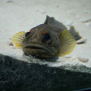 Fine-spotted jawfish - Tokyo Sea Life Park, February 2016
