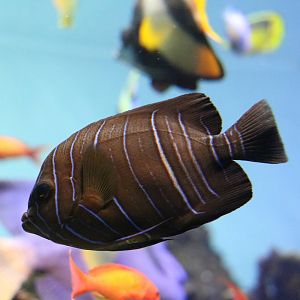 Juvenile old woman angelfish - Tokyo Sea Life Park, February 2016