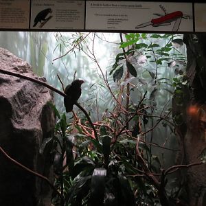 World of Birds 031215