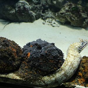 A risky position! - Tokyo Sea Life Park, February 2016