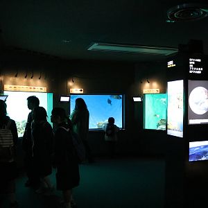 Atlantic ocean tanks - Tokyo Sea Life Park, February 2016