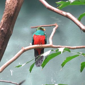 Golden-headed Quetzal - World of Birds 031215