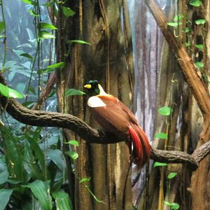 Red Bird-of-paradise - World of Birds 031215