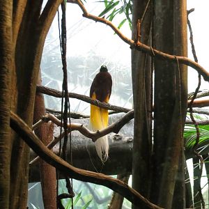 Lesser Bird-of-paradise - World of Birds 031215