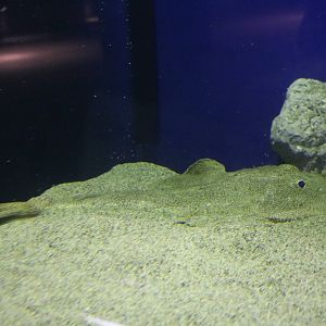 Goosefish - Tokyo Sea Life Park, February 2016