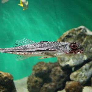 Flying gurnard - Tokyo Sea Life Park, February 2016