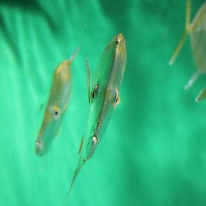 Lookdown, straight on - Tokyo Sea Life Park, February 2016