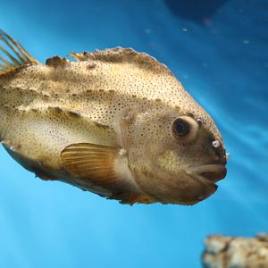 Lumpfish - Tokyo Sea Life Park, February 2016