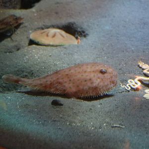 Chaunax abei - Tokyo Sea Life Park, February 2016