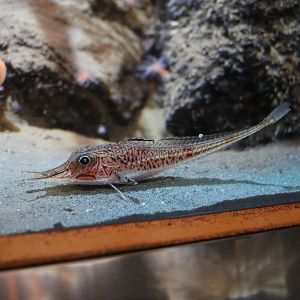 Armoured searobin - Tokyo Sea Life Park, February 2016