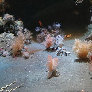 'Deep sea' invertebrates - Tokyo Sea Life Park, February 2016