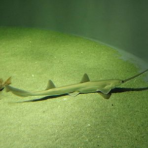 Japanese sawshark - Tokyo Sea Life Park, February 2016