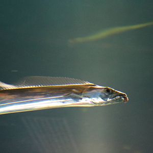 Japanese cutlassfish - Tokyo Sea Life Park, February 2016