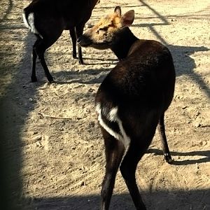 Black muntjac