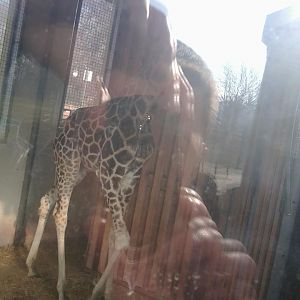 Here is how two non-EAZA zoos looks like