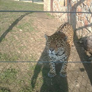 Here is how two non-EAZA zoos looks like