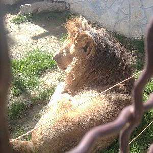 Here is how two non-EAZA zoos looks like