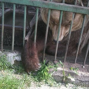 Here is how two non-EAZA zoos looks like