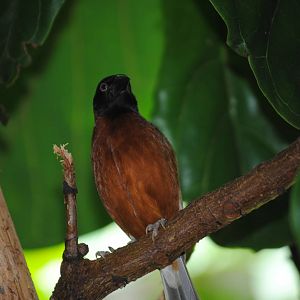 Chestnut Weaver
