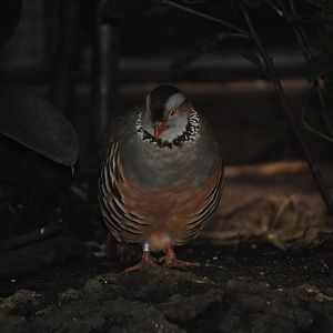 Barbary Partridge