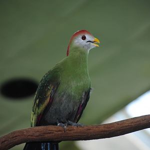 Red-Crested Turaco