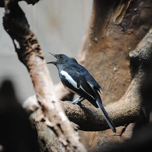 Oriental Magpie-Robin