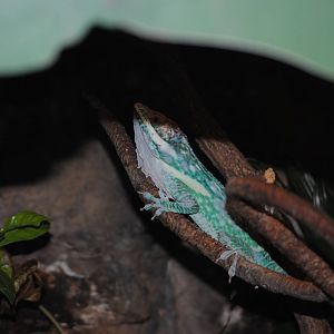 Smallwood's Knight Anole